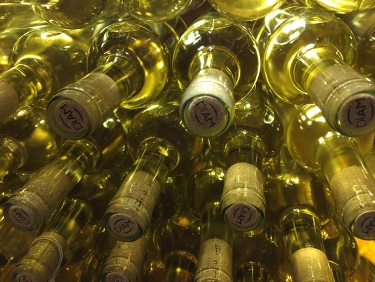 Sauvignon 2024 suché